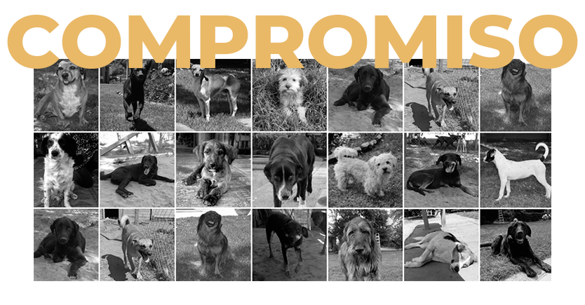 Template_Compromiso Compromiso Compromiso